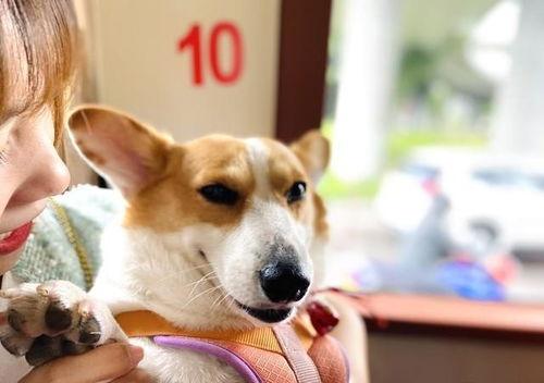 娱乐吃瓜爆料狗仔,吃瓜爆料狗仔背后的故事